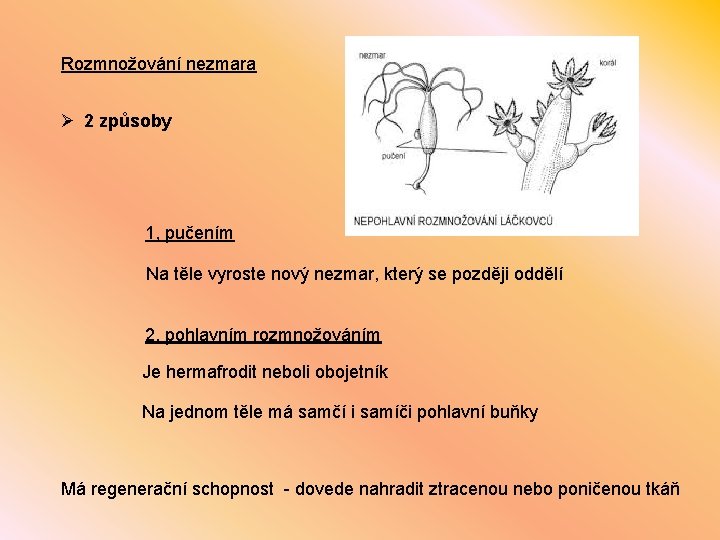 Rozmnožování nezmara Ø 2 způsoby 1, pučením Na těle vyroste nový nezmar, který se