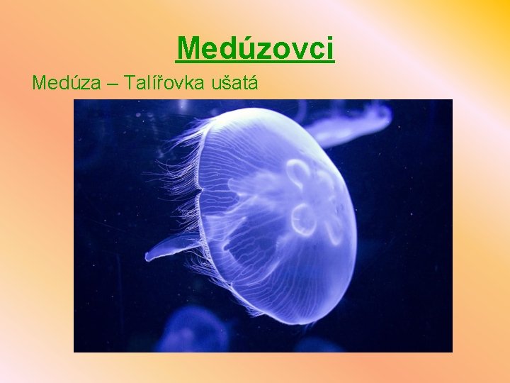 Medúzovci Medúza – Talířovka ušatá 