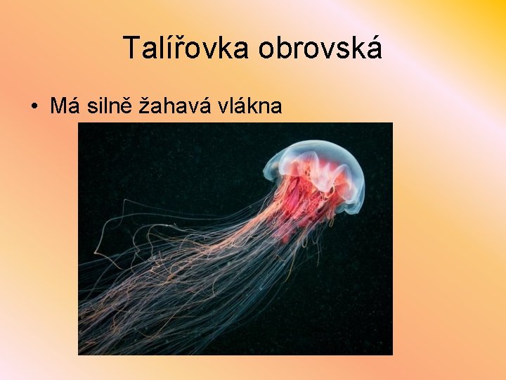 Talířovka obrovská • Má silně žahavá vlákna 