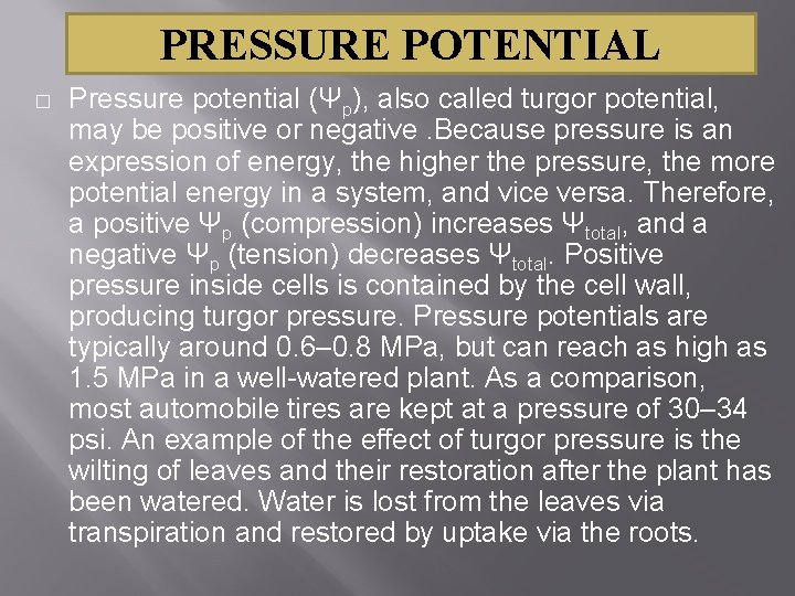 PRESSURE POTENTIAL � Pressure potential (Ψp), also called turgor potential, may be positive or