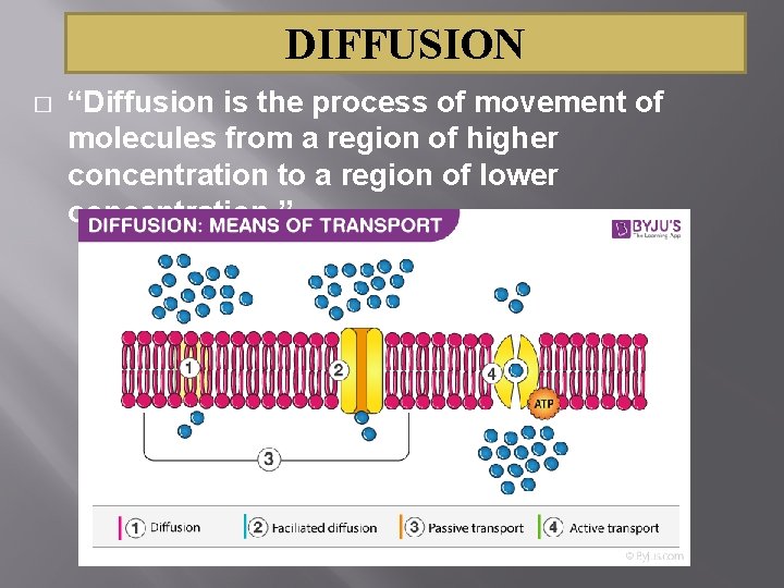 DIFFUSION � “Diffusion is the process of movement of molecules from a region of