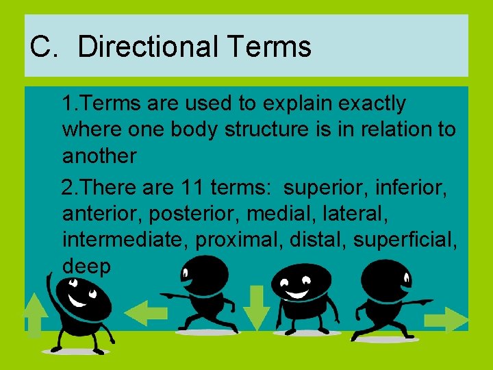 C. Directional Terms 1. Terms are used to explain exactly where one body structure