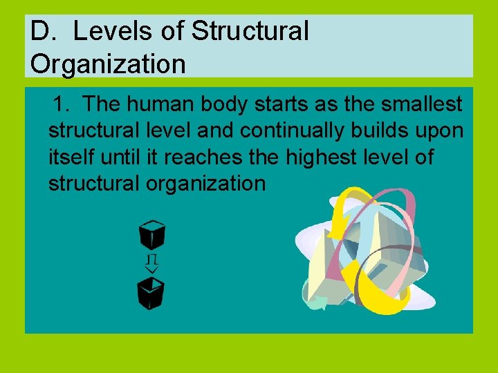 D. Levels of Structural Organization 1. The human body starts as the smallest structural