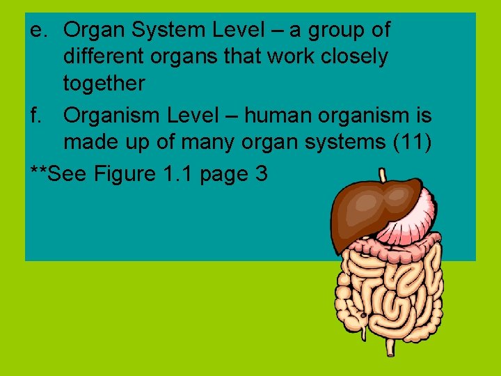 e. Organ System Level – a group of different organs that work closely together
