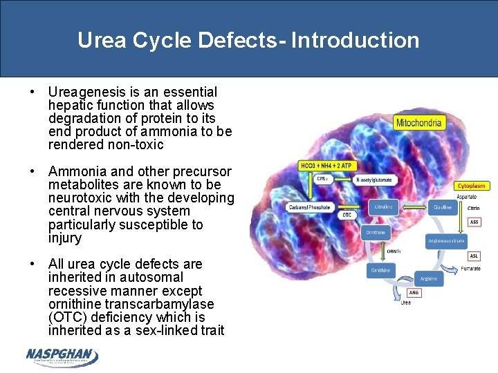 Urea Cycle Defects- Introduction • Ureagenesis is an essential hepatic function that allows degradation