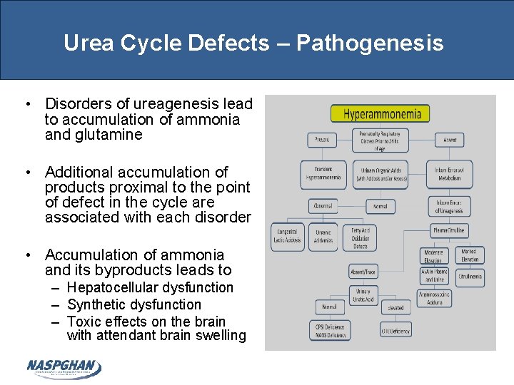 Urea Cycle Defects – Pathogenesis • Disorders of ureagenesis lead to accumulation of ammonia