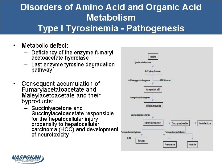 Disorders of Amino Acid and Organic Acid Metabolism Type I Tyrosinemia - Pathogenesis •