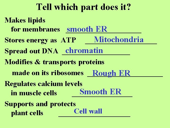 Tell which part does it? Makes lipids for membranes __________ smooth ER Mitochondria Stores