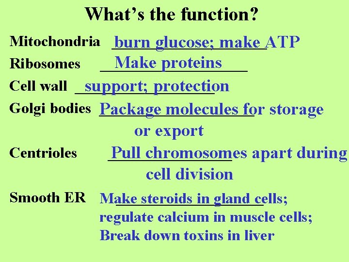 What’s the function? Mitochondria __________ burn glucose; make ATP Make proteins Ribosomes __________ Cell