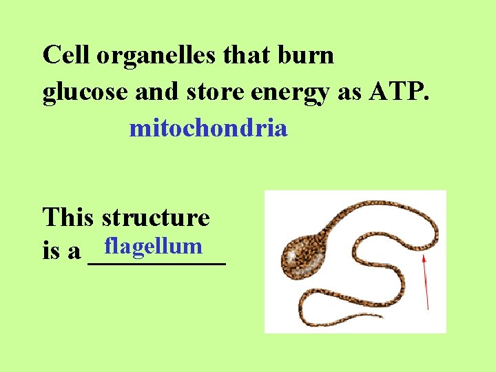 Cell organelles that burn glucose and store energy as ATP. mitochondria This structure flagellum