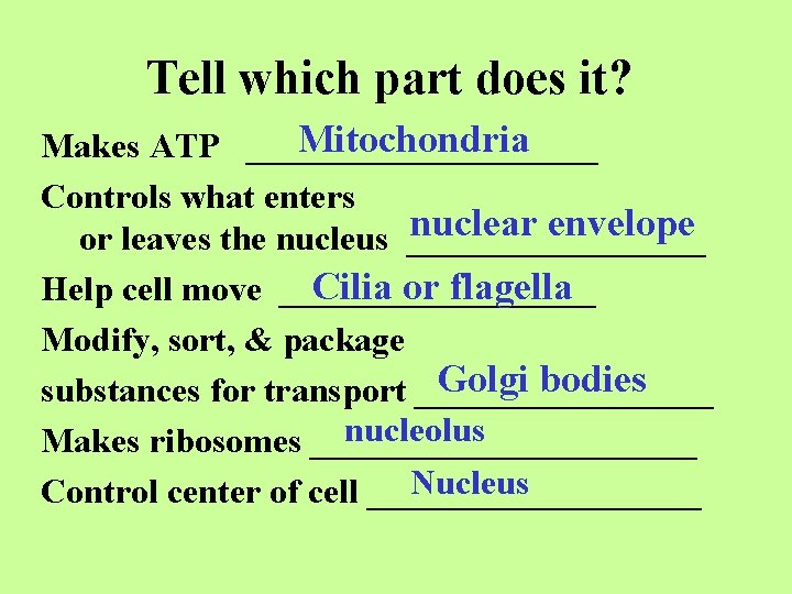 Tell which part does it? Mitochondria Makes ATP __________ Controls what enters nuclear envelope
