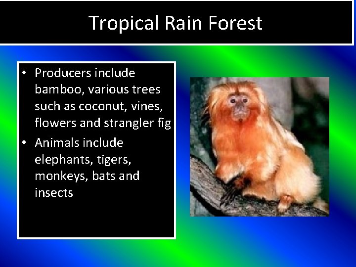 Tropical Rain Forest • Producers include bamboo, various trees such as coconut, vines, flowers