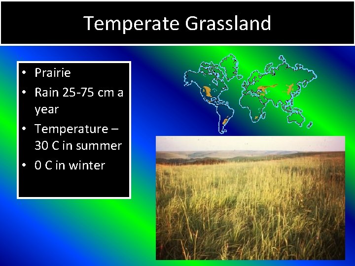 Temperate Grassland • Prairie • Rain 25 -75 cm a year • Temperature –