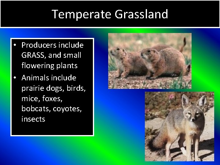 Temperate Grassland • Producers include GRASS, and small flowering plants • Animals include prairie