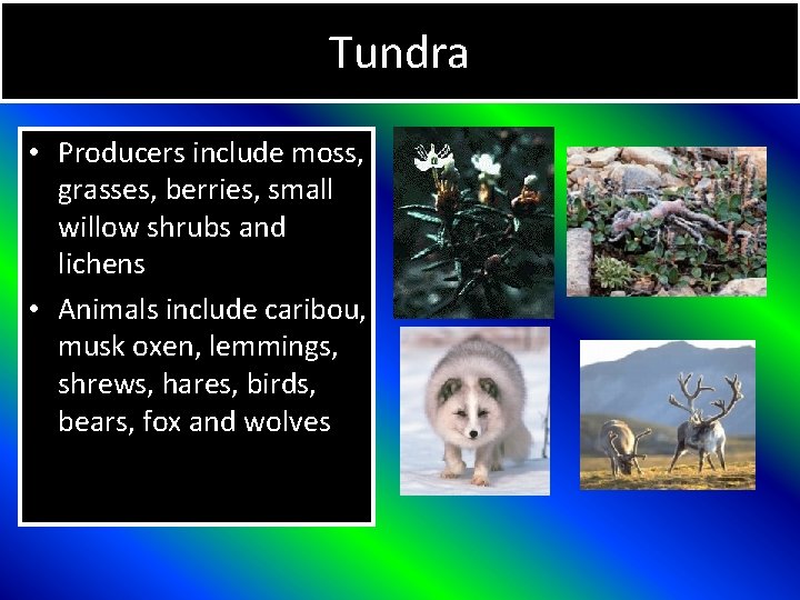Tundra • Producers include moss, grasses, berries, small willow shrubs and lichens • Animals