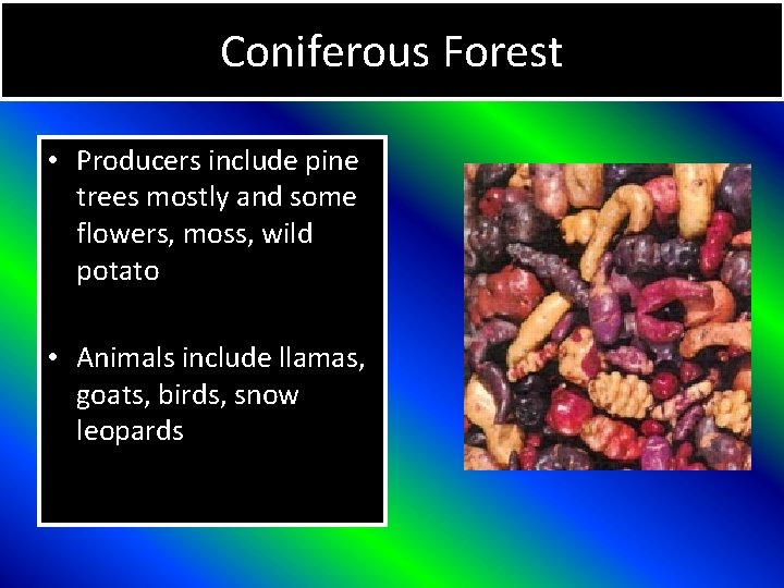 Coniferous Forest • Producers include pine trees mostly and some flowers, moss, wild potato