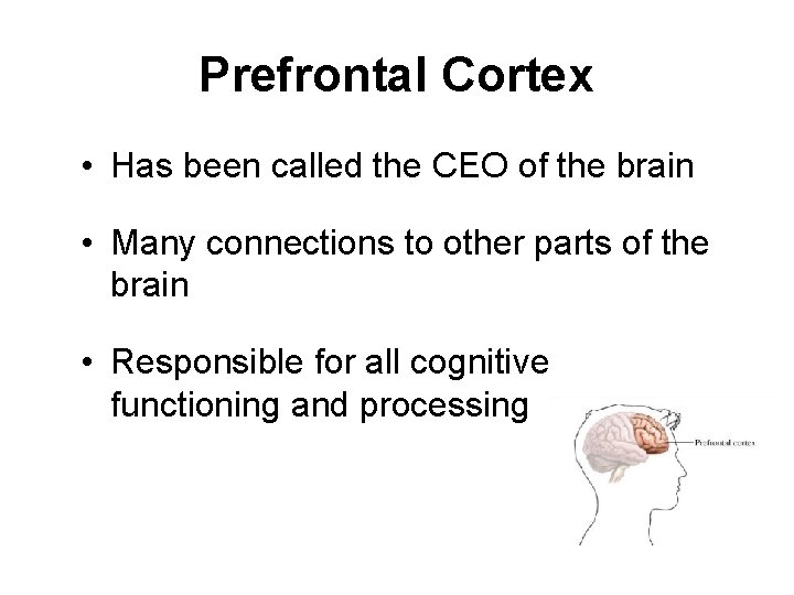 Prefrontal Cortex • Has been called the CEO of the brain • Many connections