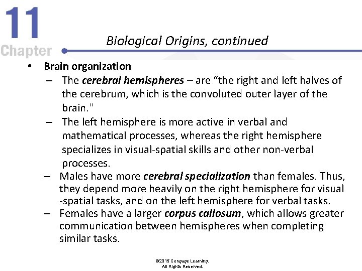 Biological Origins, continued • Brain organization – The cerebral hemispheres – are “the right
