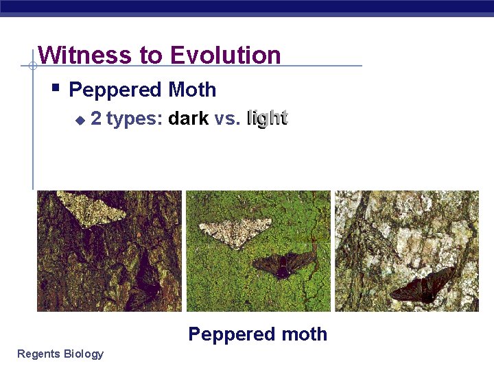 Witness to Evolution § Peppered Moth u 2 types: dark vs. light Peppered moth