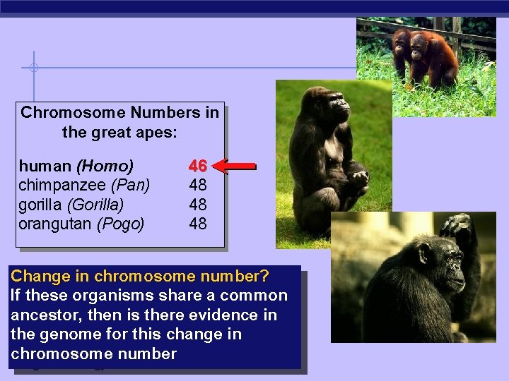 Chromosome Numbers in the great apes: human (Homo) chimpanzee (Pan) gorilla (Gorilla) orangutan (Pogo)