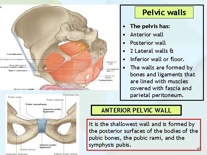 Pelvic walls • • • The pelvis has: Anterior wall Posterior wall 2 Lateral