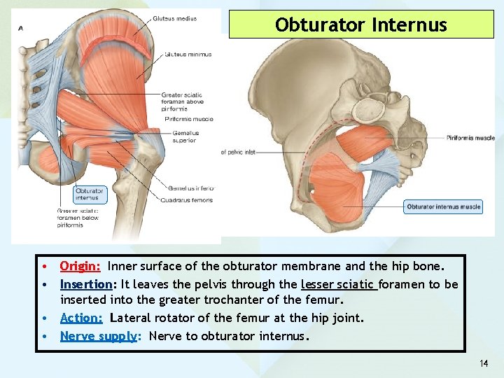 Obturator Internus • Origin: Inner surface of the obturator membrane and the hip bone.