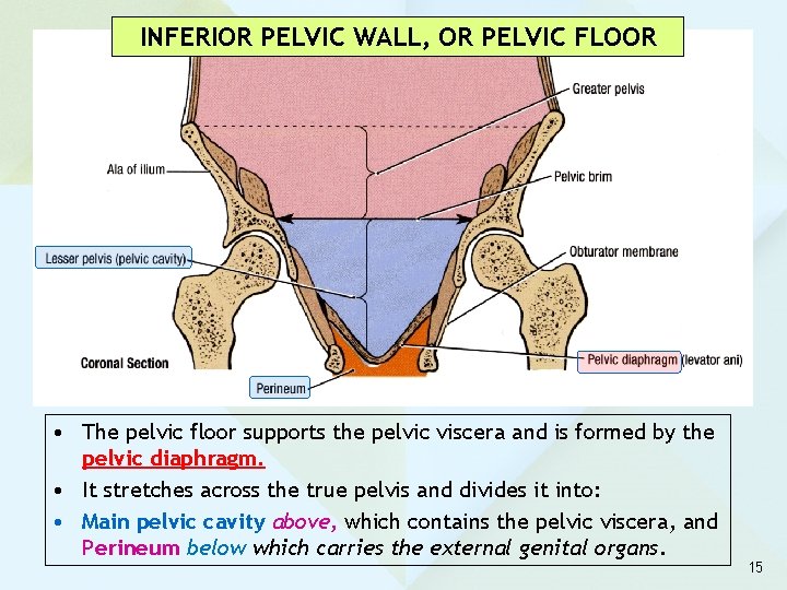 INFERIOR PELVIC WALL, OR PELVIC FLOOR • The pelvic floor supports the pelvic viscera