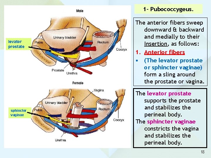 1 - Pubococcygeus. levator prostate sphincter vaginae The anterior fibers sweep downward & backward