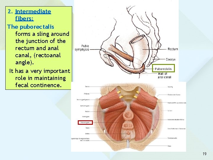 2. Intermediate fibers: The puborectalis forms a sling around the junction of the rectum