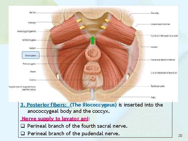 3. Posterior fibers: (The iliococcygeus) is inserted into the anococcygeal body and the coccyx.