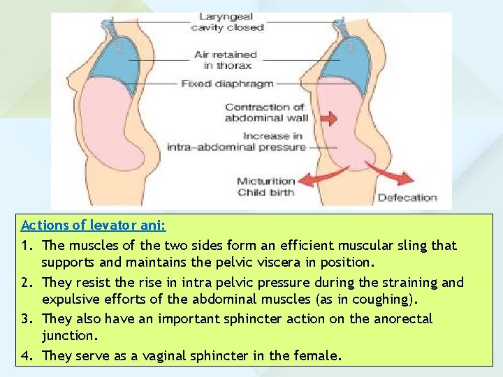 Actions of levator ani: 1. The muscles of the two sides form an efficient