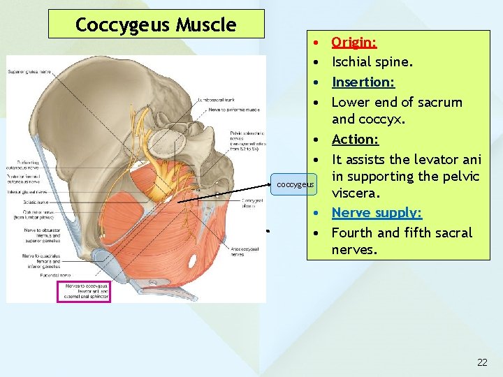 Coccygeus Muscle • • • coccygeus • • Origin: Ischial spine. Insertion: Lower end