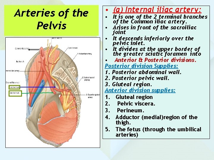 Arteries of the Pelvis • (a) Internal iliac artery: • It is one of