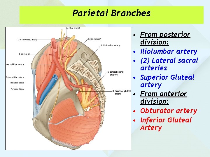 Parietal Branches • From posterior division: • Iliolumbar artery • (2) Lateral sacral arteries