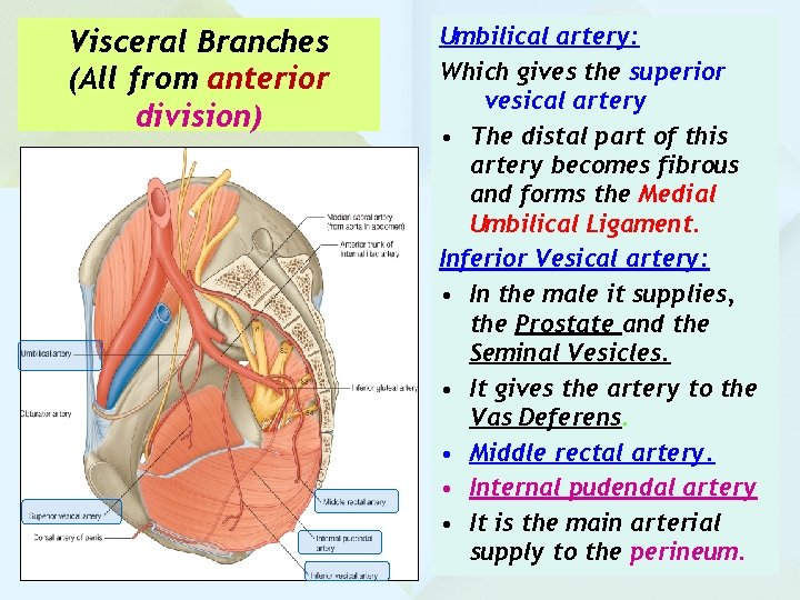 Visceral Branches (All from anterior division) Umbilical artery: Which gives the superior vesical artery