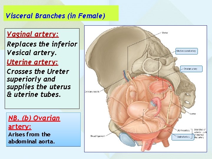 Visceral Branches (in Female) Vaginal artery: Replaces the inferior Vesical artery. Uterine artery: Crosses