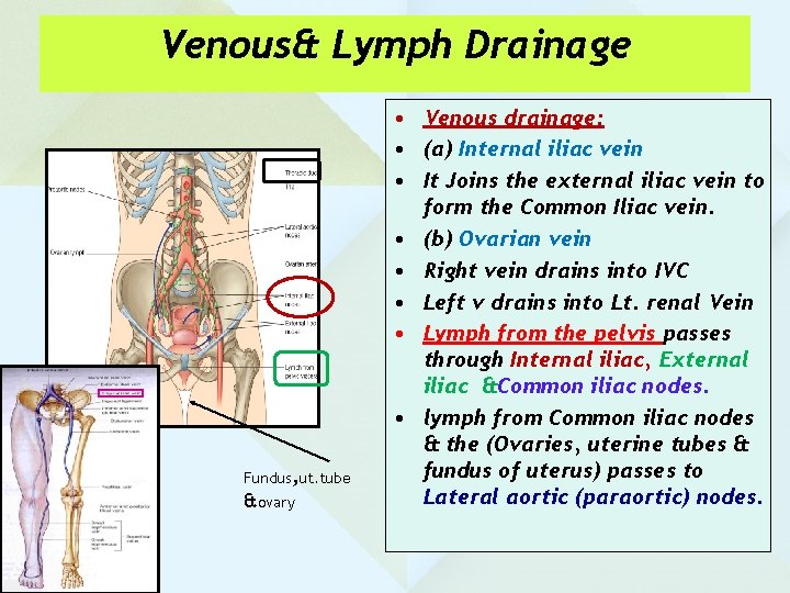 Venous& Lymph Drainage Fundus, ut. tube &ovary • Venous drainage: • (a) Internal iliac