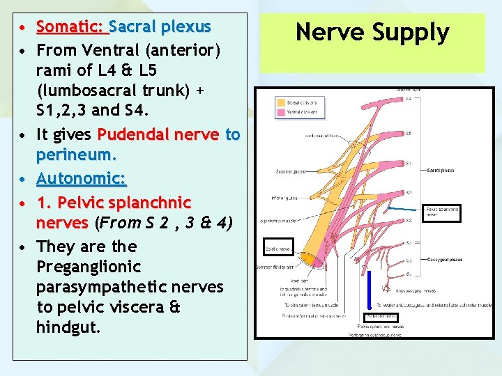  • Somatic: Sacral plexus • From Ventral (anterior) rami of L 4 &