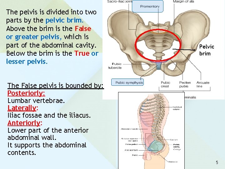 The pelvis is divided into two parts by the pelvic brim. Above the brim