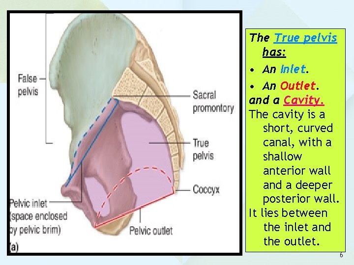 The True pelvis has: • An Inlet. • An Outlet. and a Cavity. The