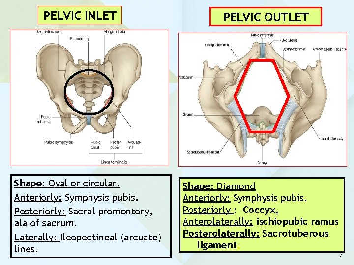PELVIC INLET Shape: Oval or circular. Anteriorly: Symphysis pubis. Posteriorly: Sacral promontory, ala of