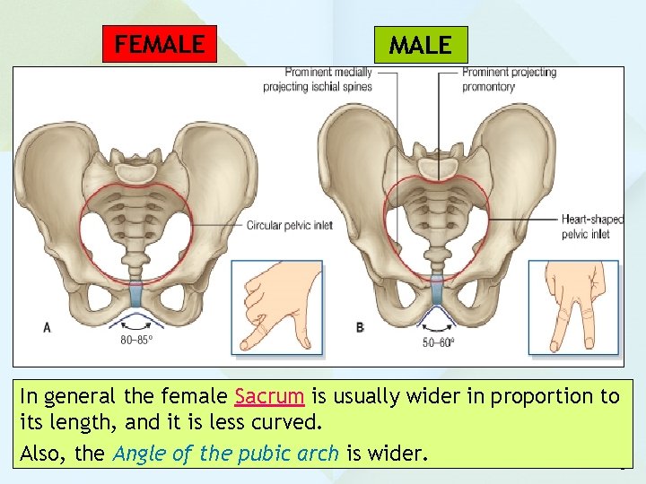 FEMALE In general the female Sacrum is usually wider in proportion to its length,