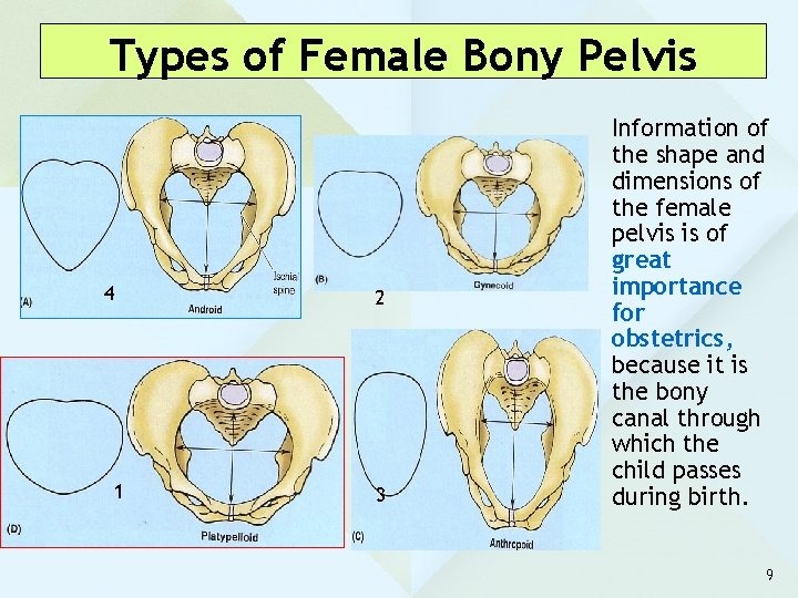 Types of Female Bony Pelvis 4 2 1 3 Information of the shape and