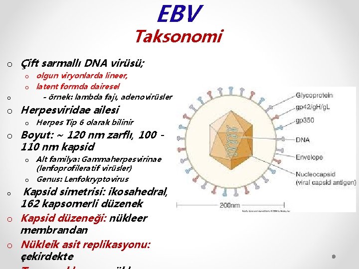 EBV Taksonomi o Çift sarmallı DNA virüsü; o o olgun viryonlarda lineer, o latent