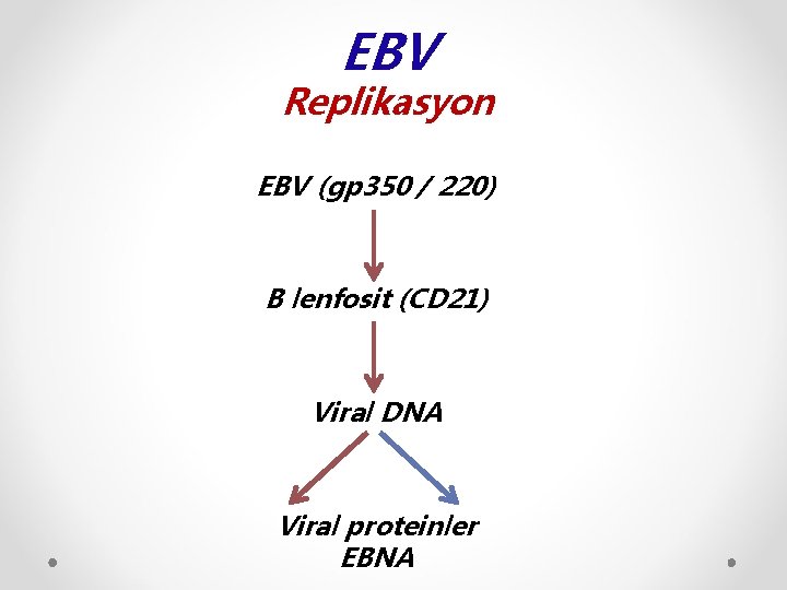 EBV Replikasyon EBV (gp 350 / 220) B lenfosit (CD 21) Viral DNA Viral