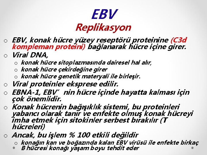 EBV Replikasyon o EBV, konak hücre yüzey reseptörü proteinine (C 3 d kompleman proteini)