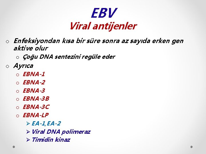 EBV Viral antijenler o Enfeksiyondan kısa bir süre sonra az sayıda erken gen aktive