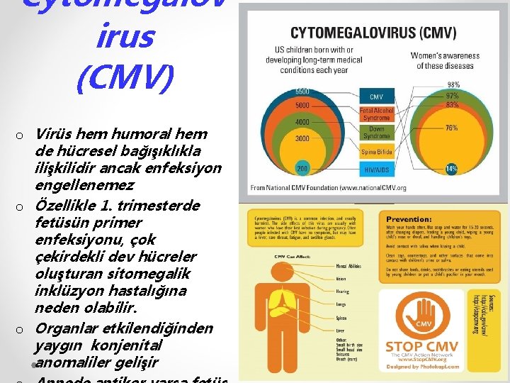 Cytomegalov irus (CMV) o Virüs hem humoral hem de hücresel bağışıklıkla ilişkilidir ancak enfeksiyon
