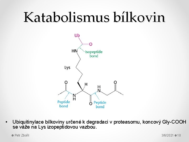Katabolismus bílkovin • Ubiquitinylace bílkoviny určené k degradaci v proteasomu, koncový Gly-COOH se váže
