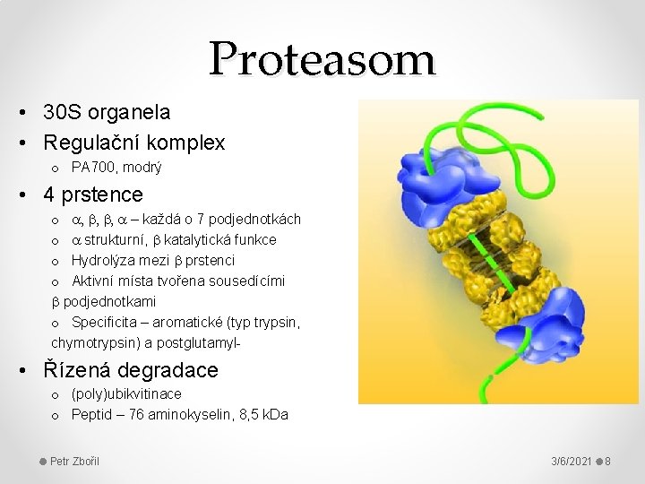 Proteasom • 30 S organela • Regulační komplex o PA 700, modrý • 4